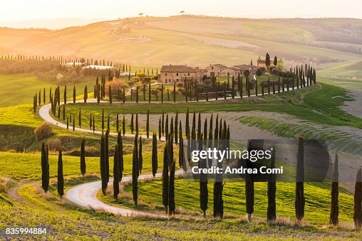 Valdorcia, Siena, Tuscany. Road of cypresses in a farmhouse at sunset Valdorcia, Siena, Tuscany. Road of cypresses in a farmhouse at sunset