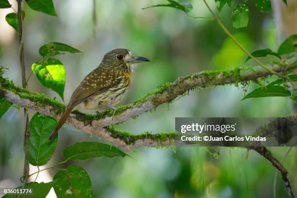 Puffbird 52 Puffbird Stock Photos, High-Res Pictures, and Images - Getty Images