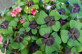 cloverleafs in garden sign of luck