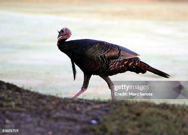 Male Wild Turkey walks on the nineth hole during the second round at the Childrens Miracle Network Classic at Disney Palm on November 7, 2008 in Lake...