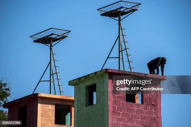 Chimpanzee remains at the Great Apes Project , a sanctuary for apes in Sorocaba, some 100km west of Sao Paulo, Brazil, on July 28, 2017. / AFP PHOTO...