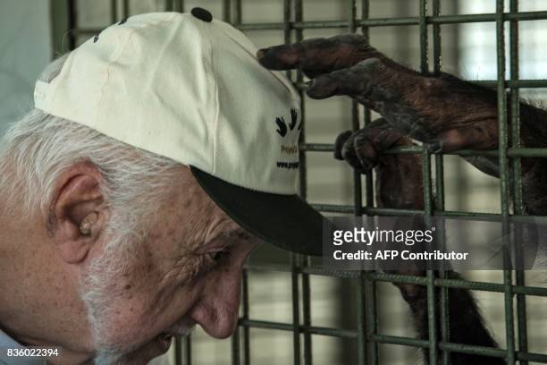 Pedro Ynterian, President of the Great Apes Project , interacts with a chimpanzee in a sanctuary for apes in Sorocaba, some 100km west of Sao Paulo,...