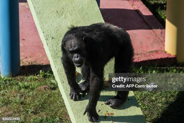 Chimpanzee named Cecilia is seen at the Great Apes Project , a sanctuary for apes in Sorocaba, some 100km west of Sao Paulo, Brazil, on July 28,...