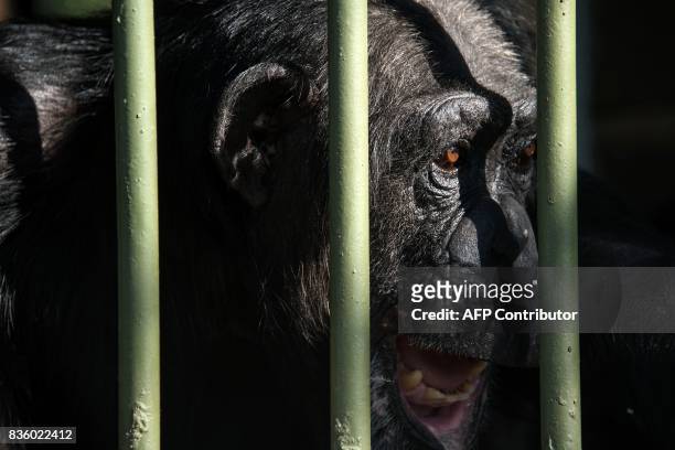 Chimpanzee is seen at the Great Apes Project , a sanctuary for apes in Sorocaba, some 100km west of Sao Paulo, Brazil, on July 28, 2017. / AFP PHOTO...