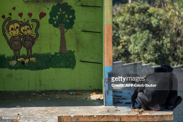 Chimpanzees remain at the Great Apes Project , a sanctuary for apes in Sorocaba, some 100km west of Sao Paulo, Brazil, on July 28, 2017. / AFP PHOTO...