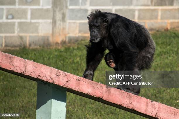 Female chimpanzee holds a baby chimpanzee at the Great Apes Project , a sanctuary for apes in Sorocaba, some 100km west of Sao Paulo, Brazil, on July...