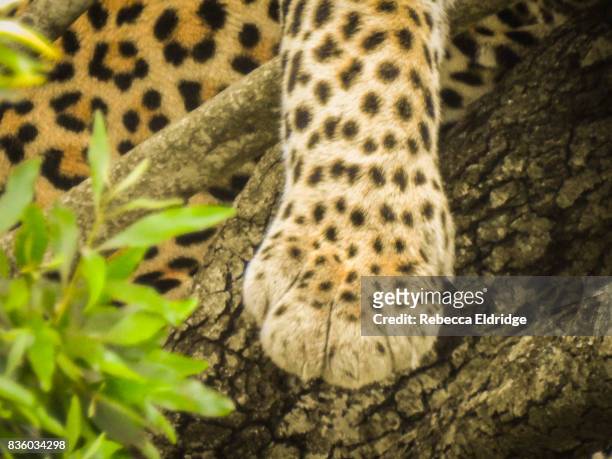 leopard in a tree - garra fotografías e imágenes de stock