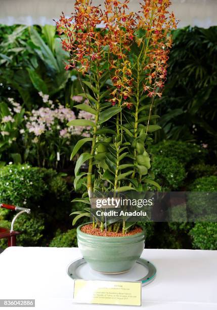 Dendrobium orchid is named after Turkish Prime Minister Binali Yildirim after his visit to National Orchid Garden at Singapore Botanic Gardens in...