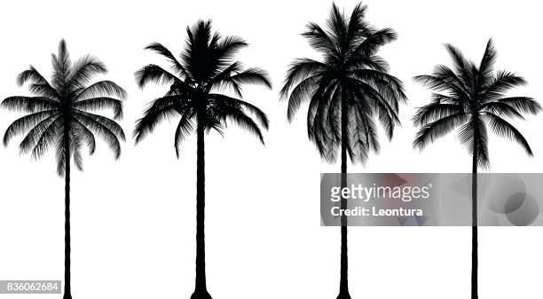 高度詳細的棕櫚樹 - palm trees 幅插畫檔、美工圖案、卡通及圖標