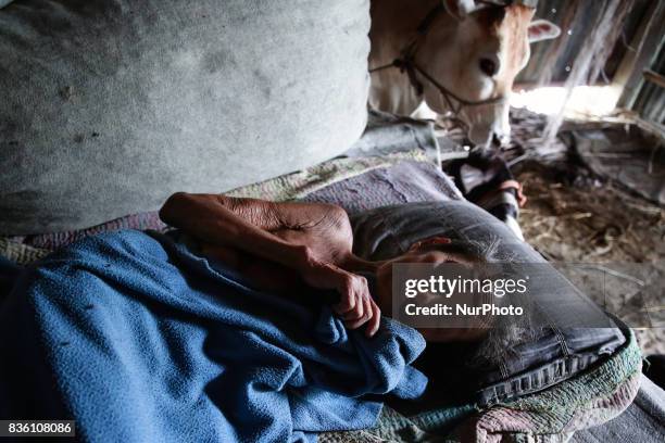 An older citizen sleeps beside the cattle as her family does not have enough space for the cattle Jamalpur, Bangladesh, on 19 August 2017.