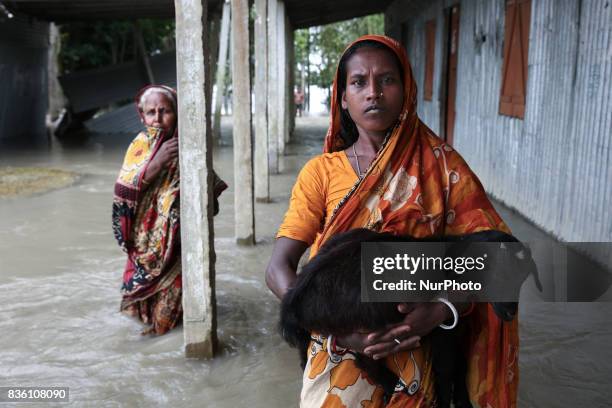 Woman carries her cattle as she moves to safer ground at Islampur, Jamalpur, Bangladesh, on 19 August 2017.