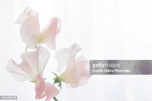 pastel - sweet peas - sweetpea stock pictures, royalty-free photos & images