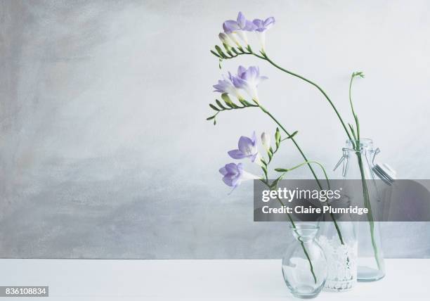 pastel - purple freesia - freesia bildbanksfoton och bilder