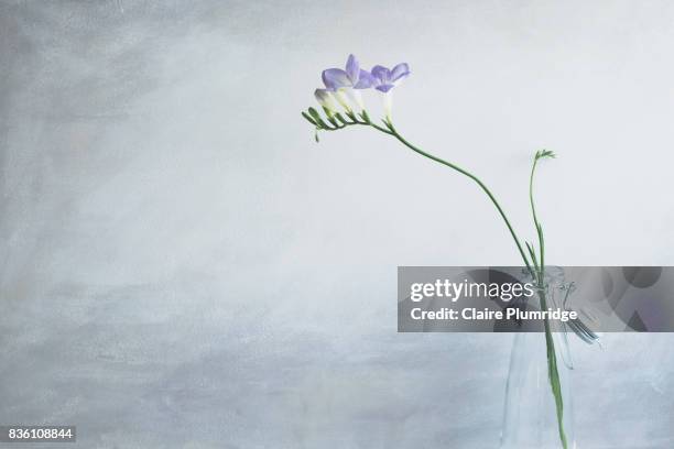 pastel - purple freesia - freesia bildbanksfoton och bilder