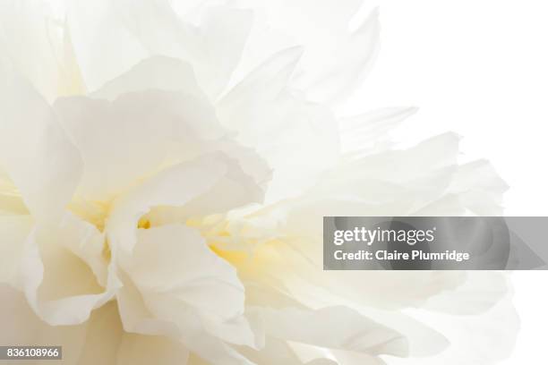 pastel - white peony - claire plumridge fotografías e imágenes de stock