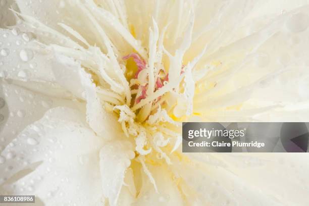 pastel - white peony - claire plumridge stock-fotos und bilder