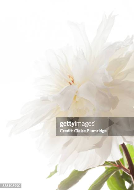 pastel - white peony - claire plumridge fotografías e imágenes de stock