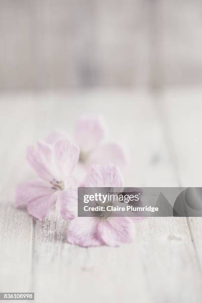 pastel - pale pink flower heads on a pale wooden table top - claire plumridge fotografías e imágenes de stock