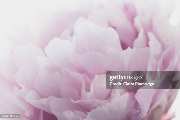 pastel - pink peony - claire plumridge stock-fotos und bilder