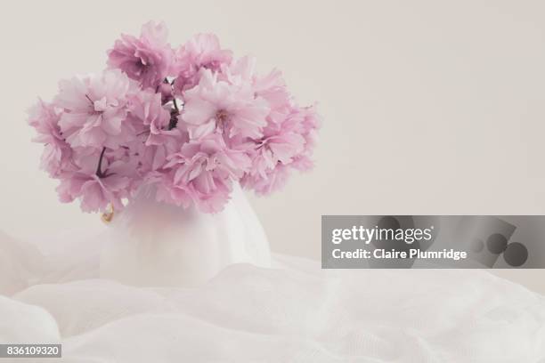 pastel - blossom in a vase - claire plumridge fotografías e imágenes de stock