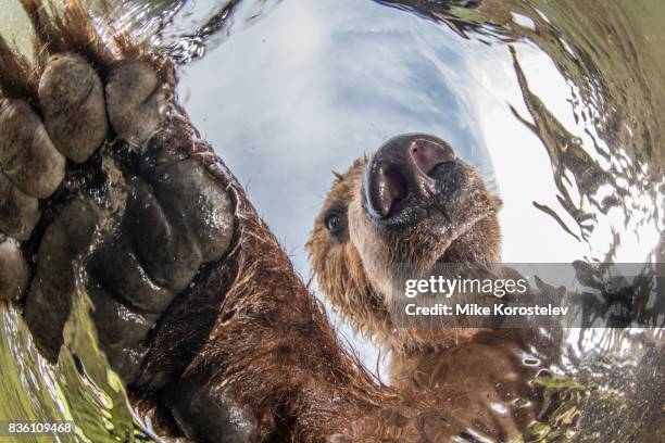 curious bear - klauw-lichaamsdeel-van-dieren stockfoto's en -beelden