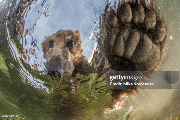 curious bear - klauw-lichaamsdeel-van-dieren stockfoto's en -beelden