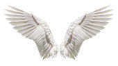 Angel wings, Natural plumage wing
