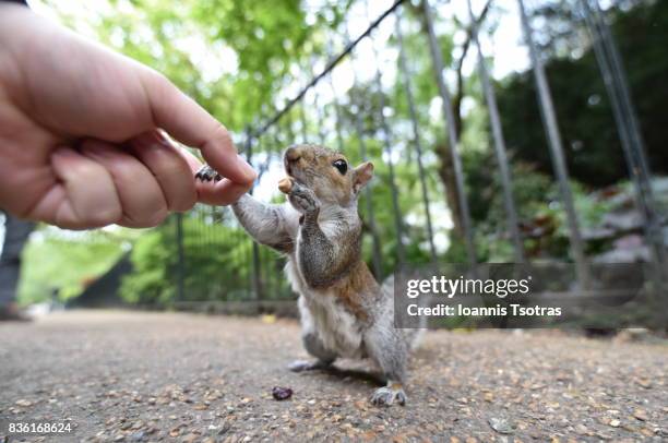 feeding a grey squirrel from hand - eastern gray squirrel stock-fotos und bilder