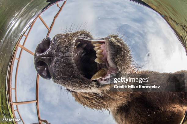 brown bear extreme close-up underwater portrait - bären zunge stock-fotos und bilder