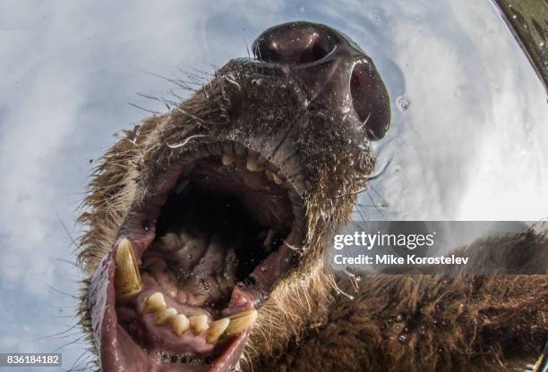 brown bear extreme close-up underwater portrait - bären zunge stock-fotos und bilder