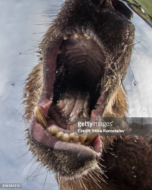 brown bear extreme close-up underwater portrait - bären zunge stock-fotos und bilder