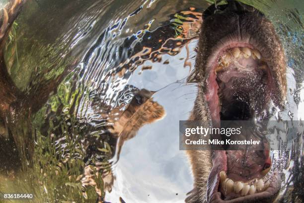 brown bear extreme close-up underwater portrait - bären zunge stock-fotos und bilder