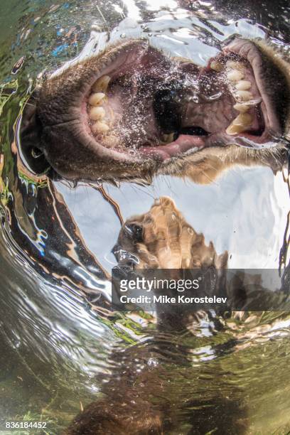 brown bear extreme close-up underwater portrait - bären zunge stock-fotos und bilder