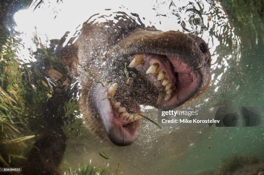 Brown bear extreme close-up underwater portrait