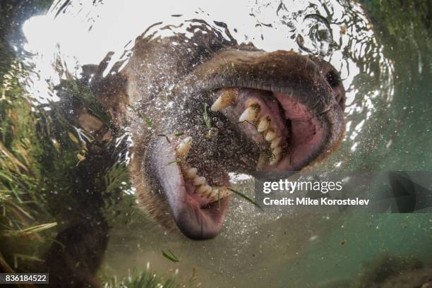 brown bear extreme close-up underwater portrait - klauw-lichaamsdeel-van-dieren stockfoto's en -beelden