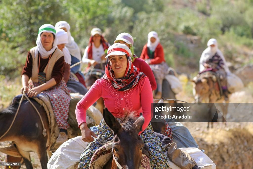 Turkey Riding Donkey Women ride donkeys on a mountainside, on their way to milk their ...