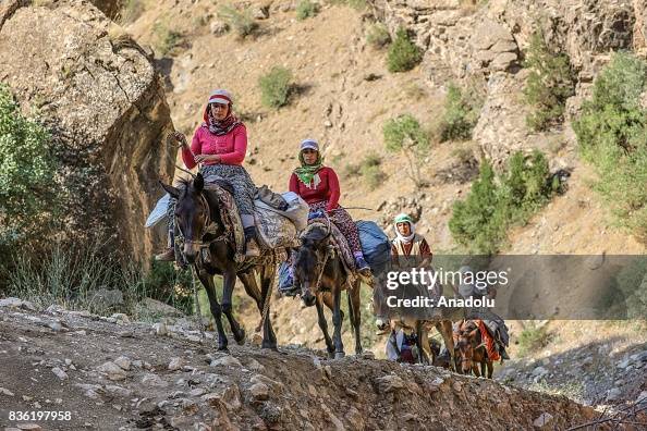 Turkey Riding Donkey Women ride donkeys on a mountainside, on their way to milk their ...