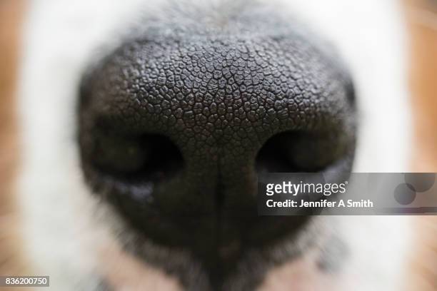 puppy dog nose - animal nose stockfoto's en -beelden