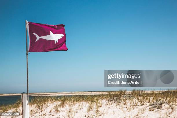 shark warning flag shark attack - ビーチフラッグ ストックフォトと画像