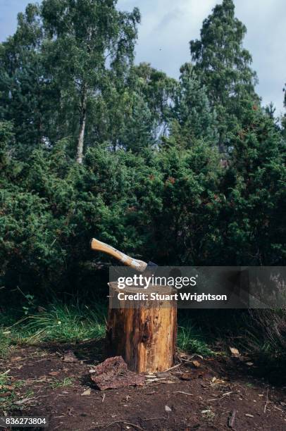 a tree stump and axe in the forest. - axe stock pictures, royalty-free photos & images