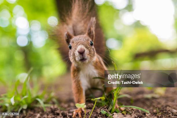 gewöhnlicher up nähe - eichhörnchen stock-fotos und bilder