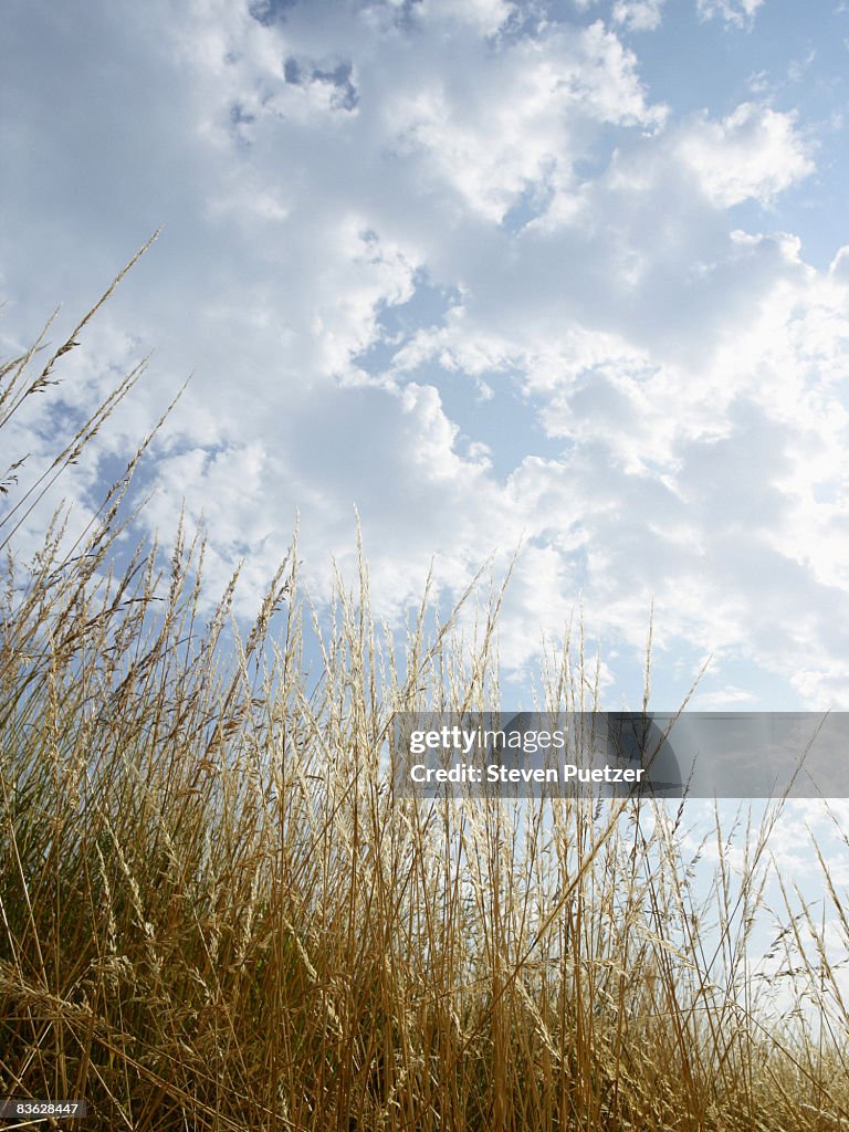 Low angle of hay against blue sky with clouds