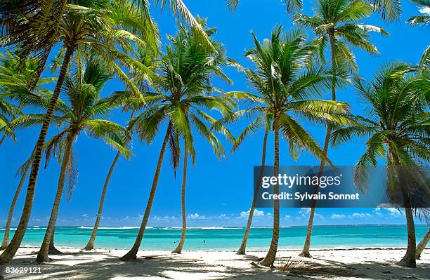 beach of michel bay, martinique, caribbean - martinique stock-fotos und bilder