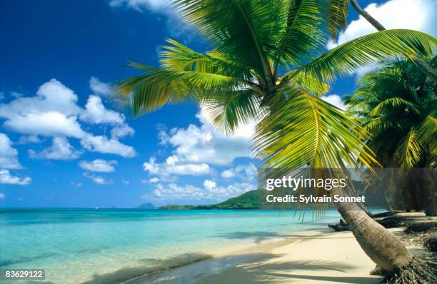 sainte anne beach, martinique, caribbean - martinique stock-fotos und bilder