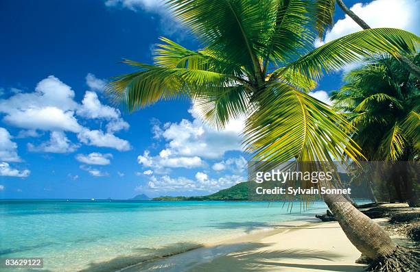 sainte anne beach, martinique, caribbean - blue bay stockfoto's en -beelden