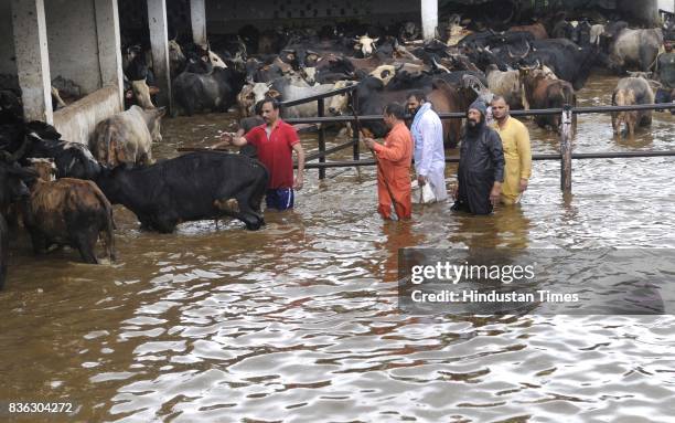 Volunteers try to take cows at safer place after water-logging at Gaushala at Sector 45 on August 21 2017 in Chandigarh, India. Heavy rainfall on...