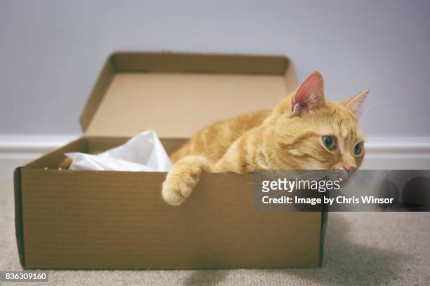 shoebox cat - cat in box stock-fotos und bilder