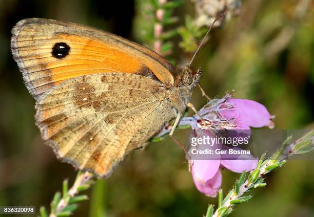 gatekeeper butterfly (pyronia tithonus) - ventrale kant stockfoto's en -beelden