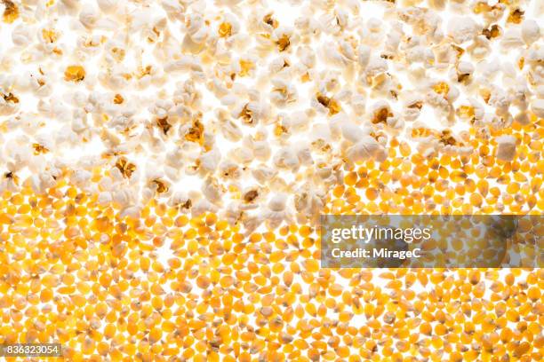 back-lit illuminated popcorn and corn grains - corn kernel imagens e fotografias de stock