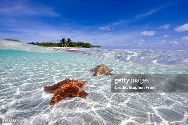 cushion sea star (oreaster reticulatus) - cayman islands stock pictures, royalty-free photos & images
